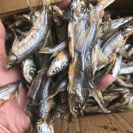 河鱼 叼子干  海味干货 生晒鱼 海鲜 水产干货 咸鱼干 海产品批发